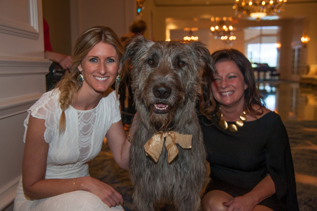 Hot Dogs Cool Cats Gala Sarasota Magazine