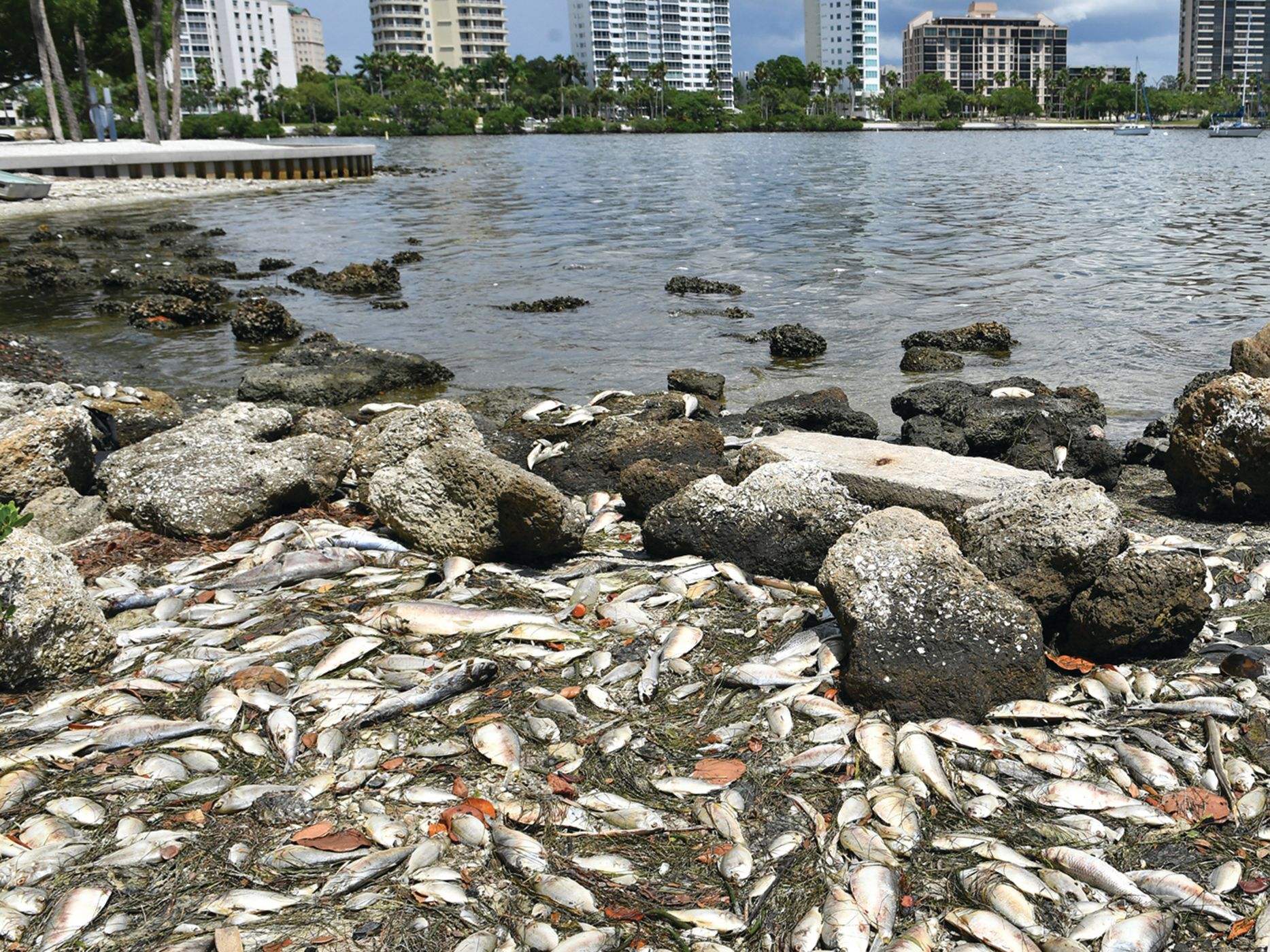 Has a Longboat Key Retiree Solved the Puzzle of Red Tide? Sarasota