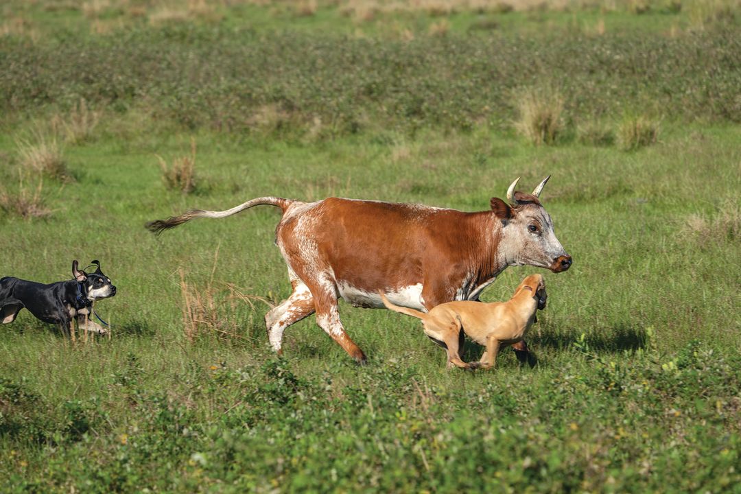 Cur dogs round up a loose cow.