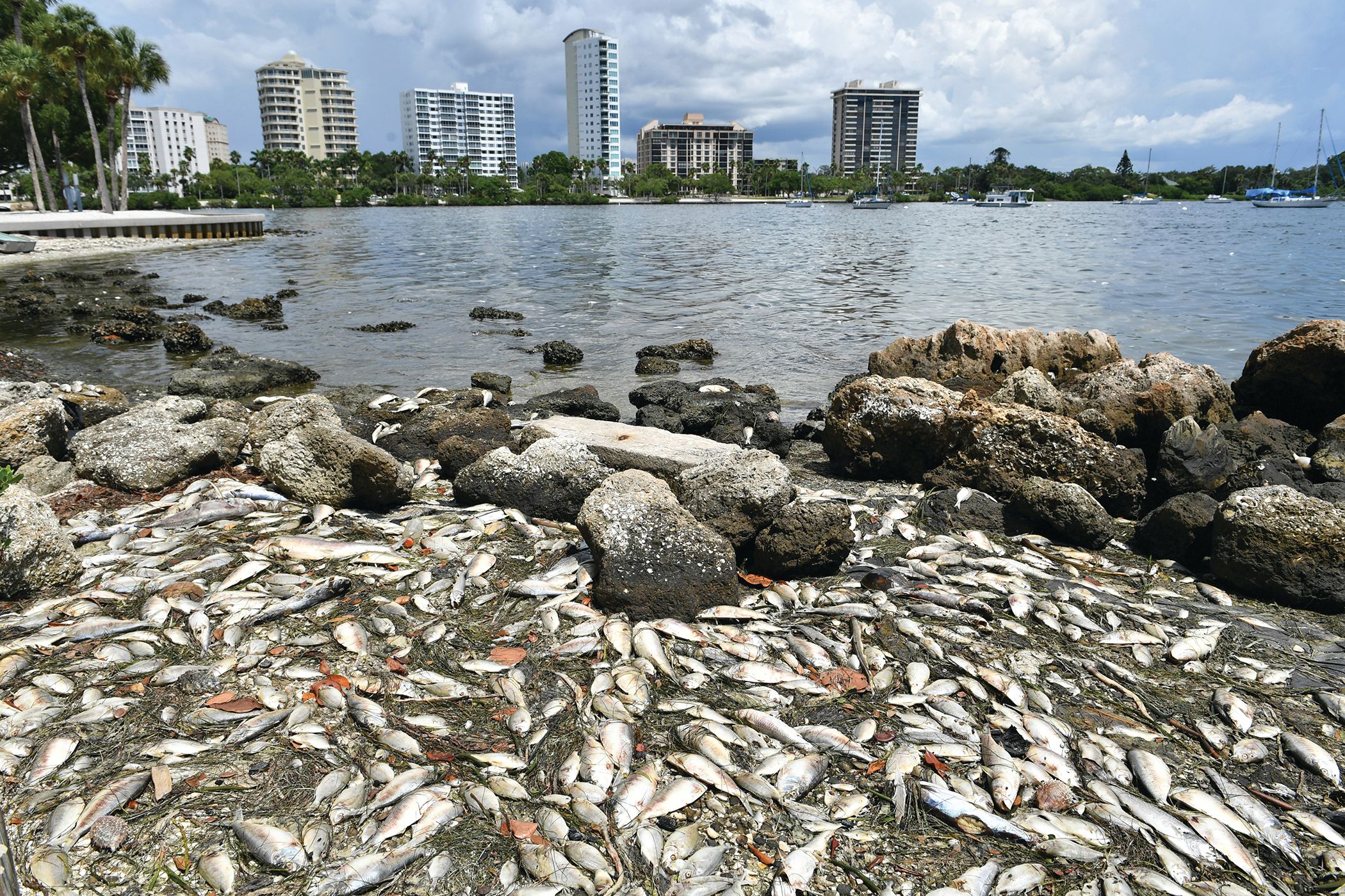 Has a Longboat Key Retiree Solved the Puzzle of Red Tide? Sarasota