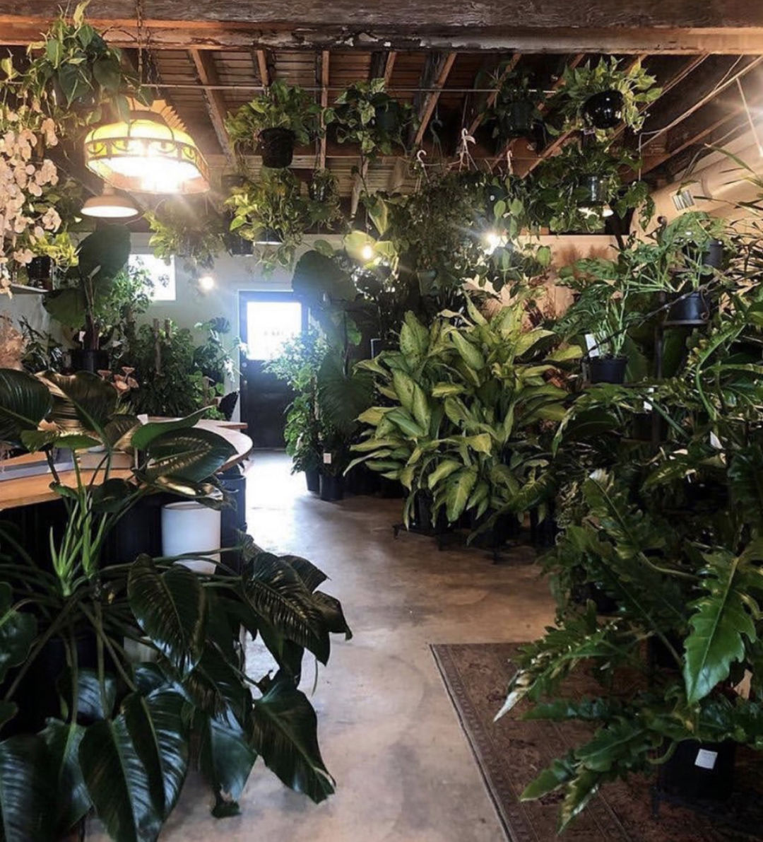 Plant S And Nurseries In Portland