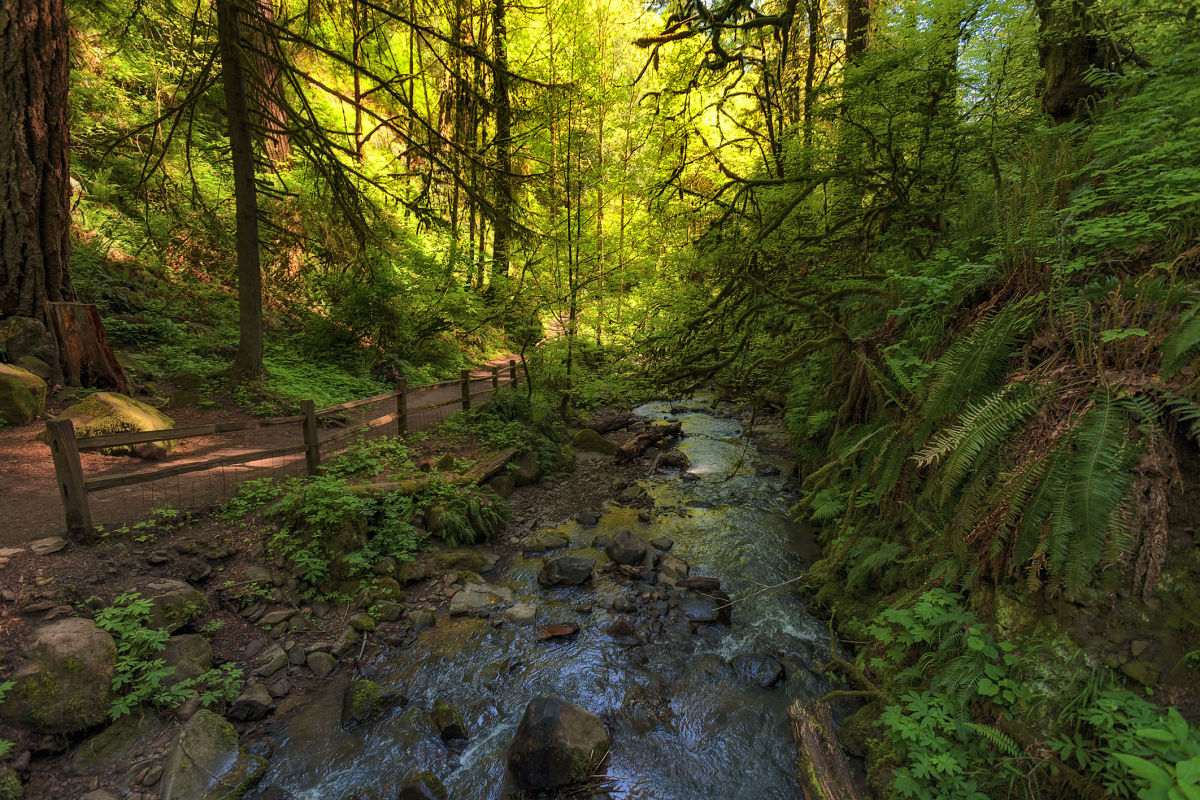 Essential Forest Park Hikes | Portland Monthly