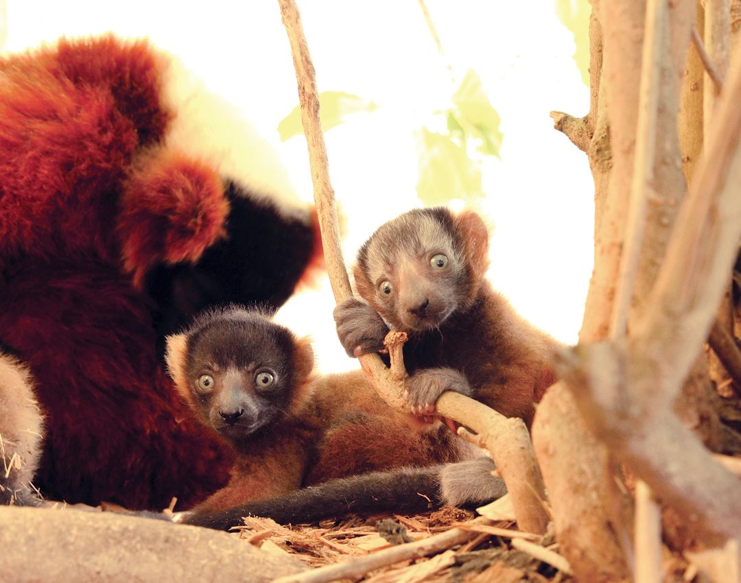 From left: baby lemurs Mangoky and Onilahy.