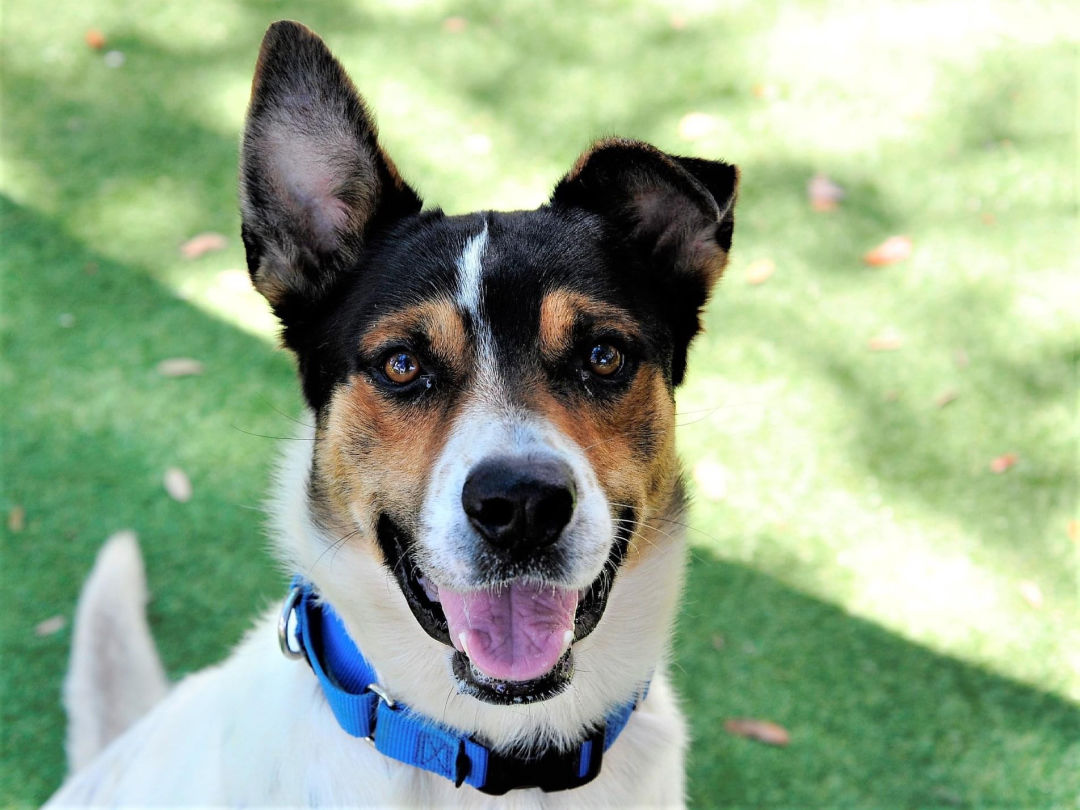 Tex, a one-year-old tricolor, hound mix available for adoption.