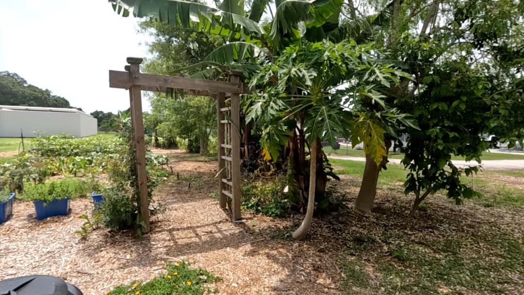 A native Florida plant and tree garden.