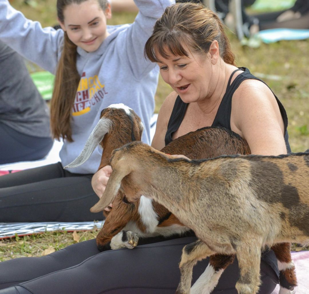 Goat Yoga SRQ classes at Fruitville Grove.