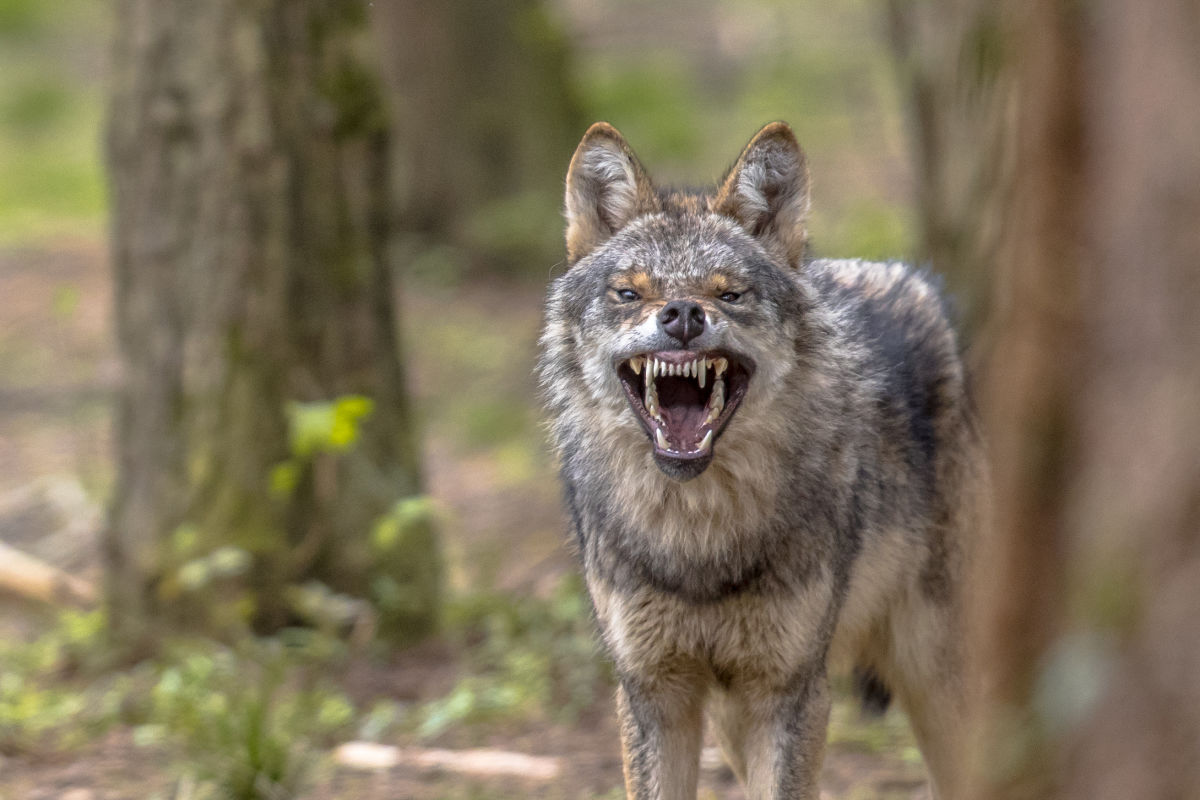Surprisingly, Texas Ranked No. 1 in the US for Fatal Animal Attacks - Vimarsana News
