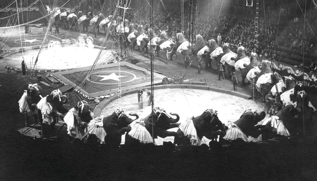 Ringling's elephants performing the Circus Polka