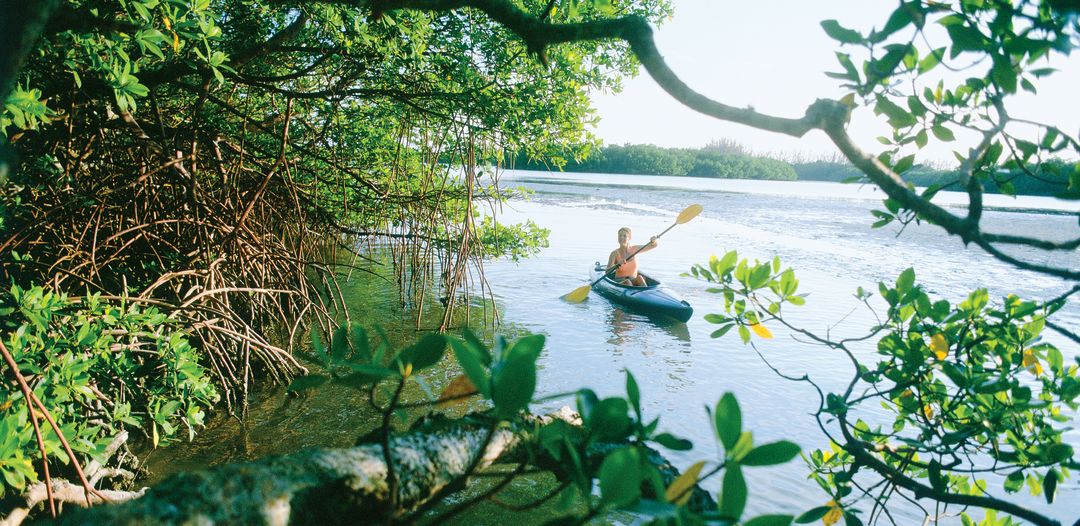 Paddling through mangroves btvknf