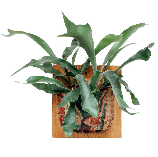 0416 pistils nursery burlap zo8rpo