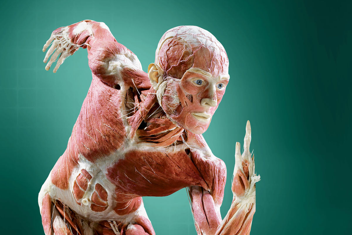 The Houston Health Museum Puts Cadavers on Full Display
