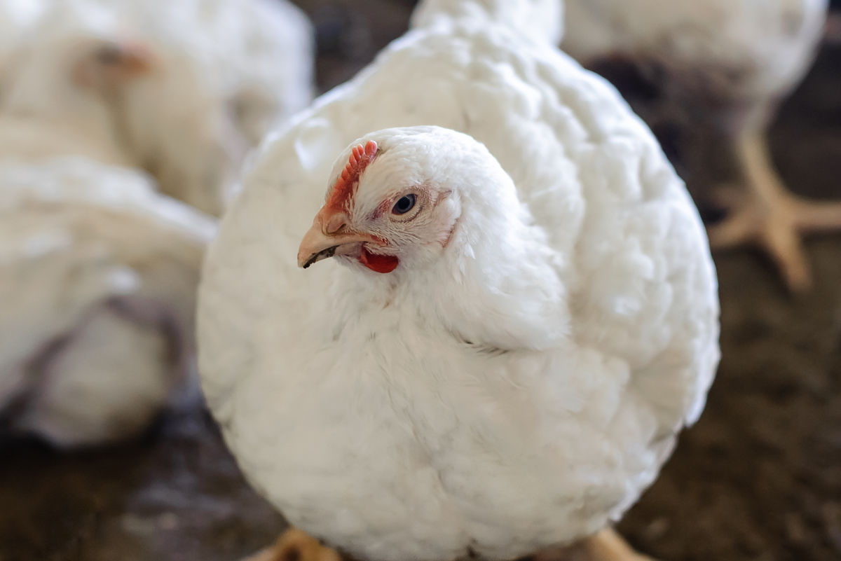 Why I Spent a Day Killing Chickens Sarasota Magazine