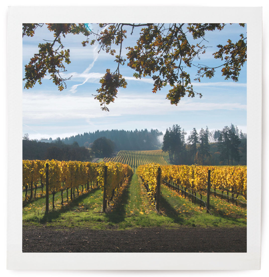 0416 harveycreek vineyard lrf4vz