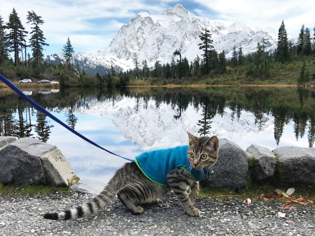 Magic at mount baker tzydke