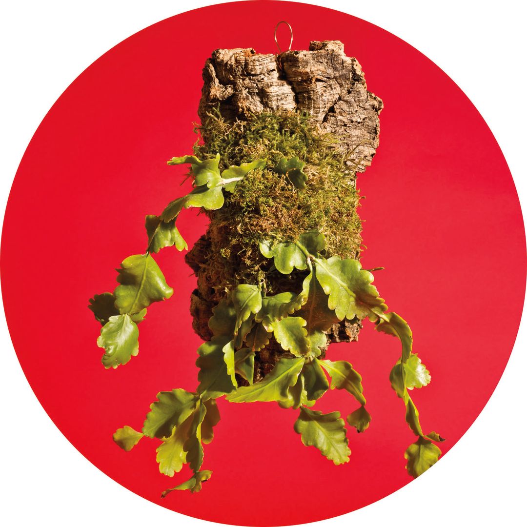Pomo 1216 gift guide jungle cactus xbiriy