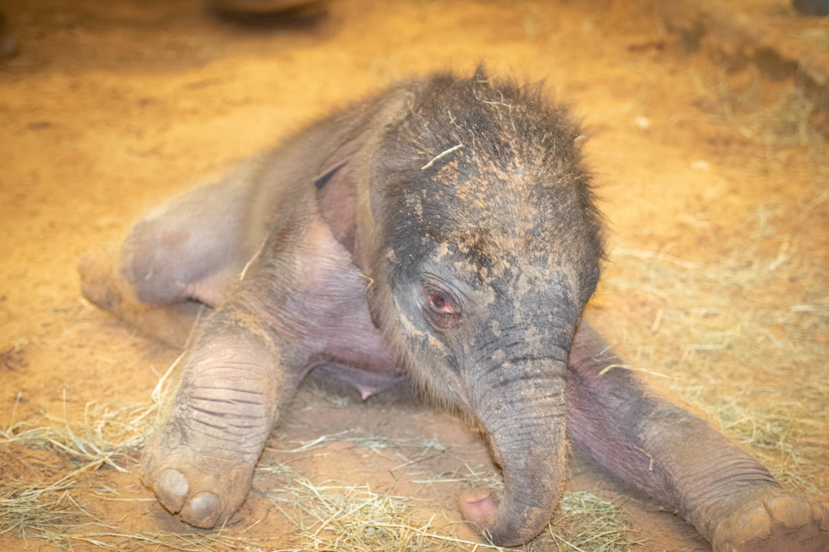 We Have Another Baby Elephant at the Houston Zoo | Houstonia Magazine