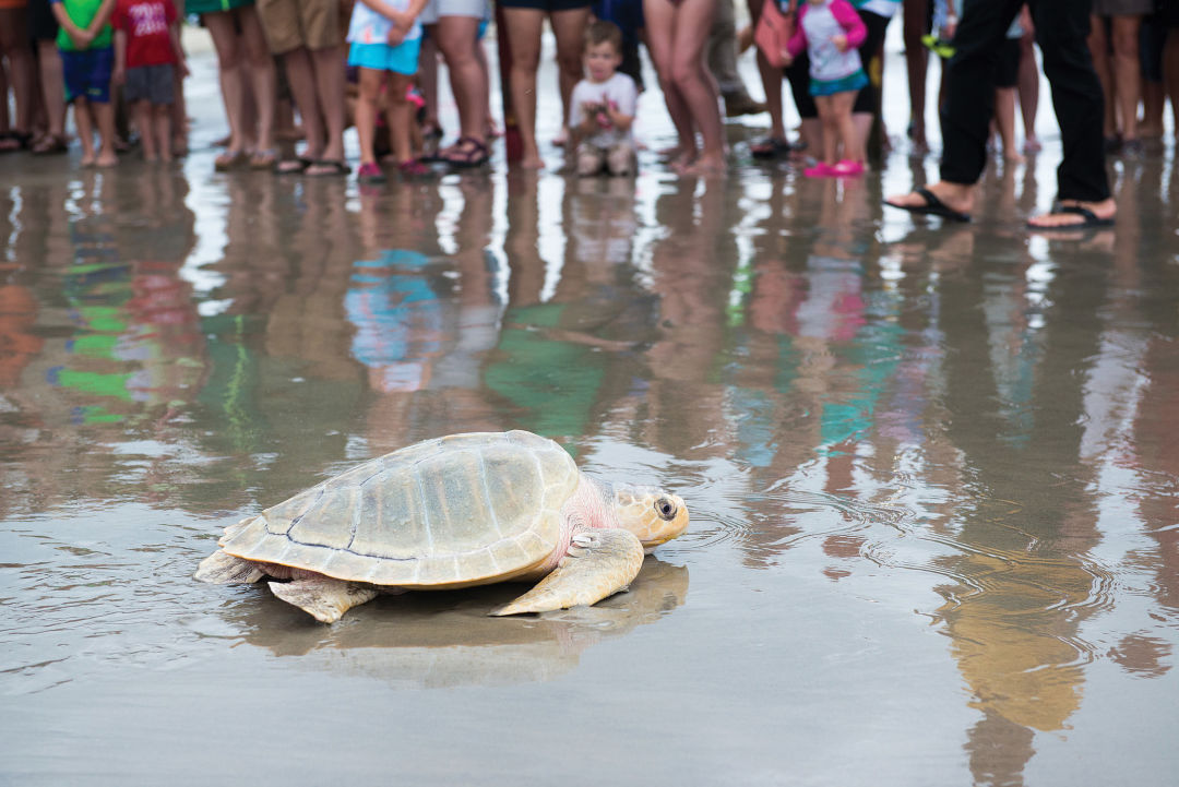 Sea turtle release 2016 0011 0724 vyoxgj