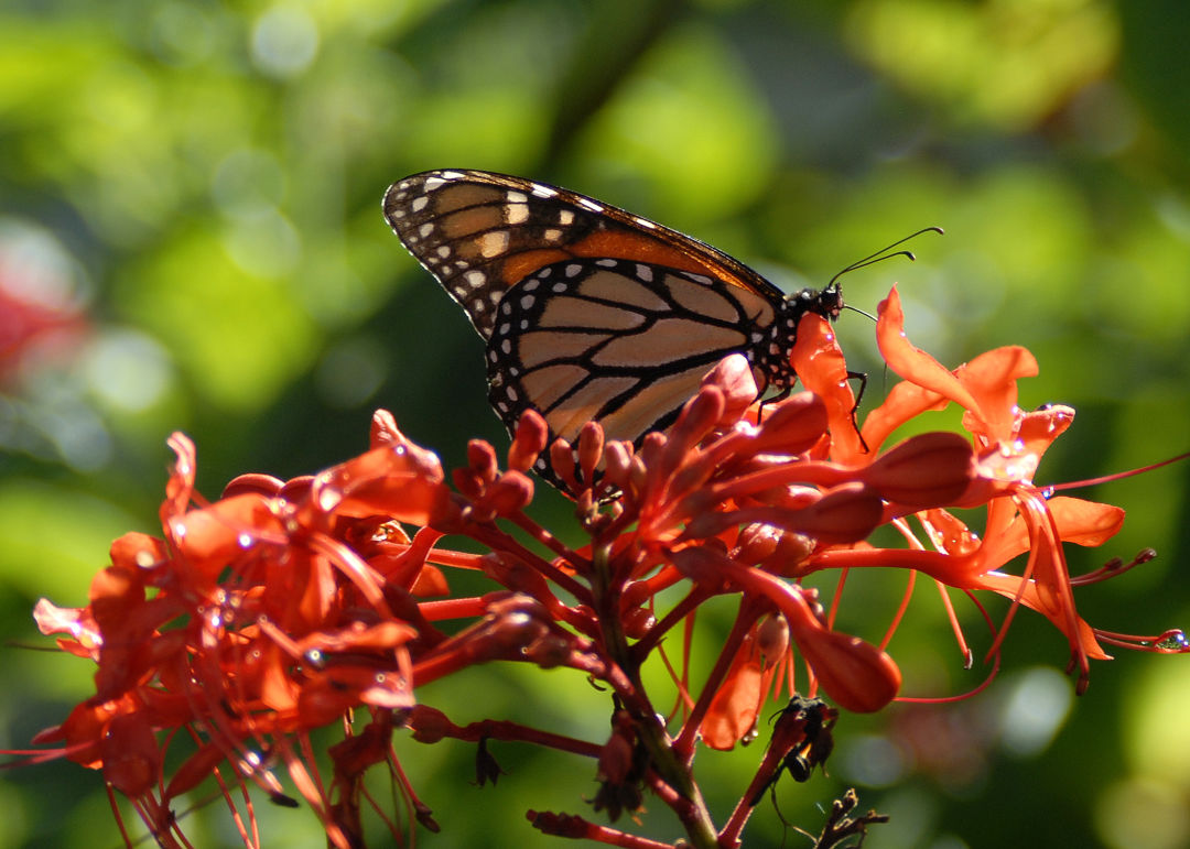 Butterfly House To Be Part Of Dali Exhibition At Selby Gardens