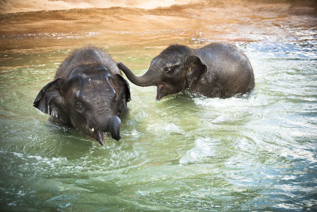 houston zoo field trip free