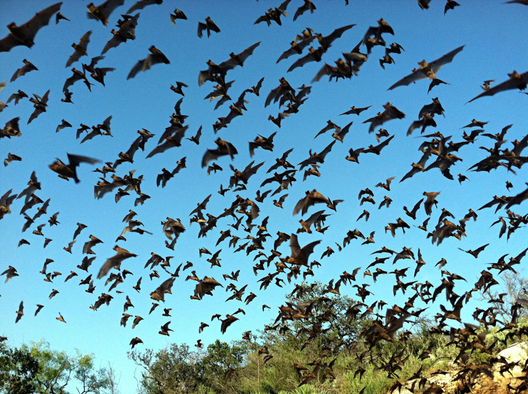 Bats e4uba9