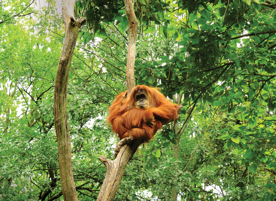 8 Charged in Scheme to Smuggle Endangered Monkeys From Asia, U.S.