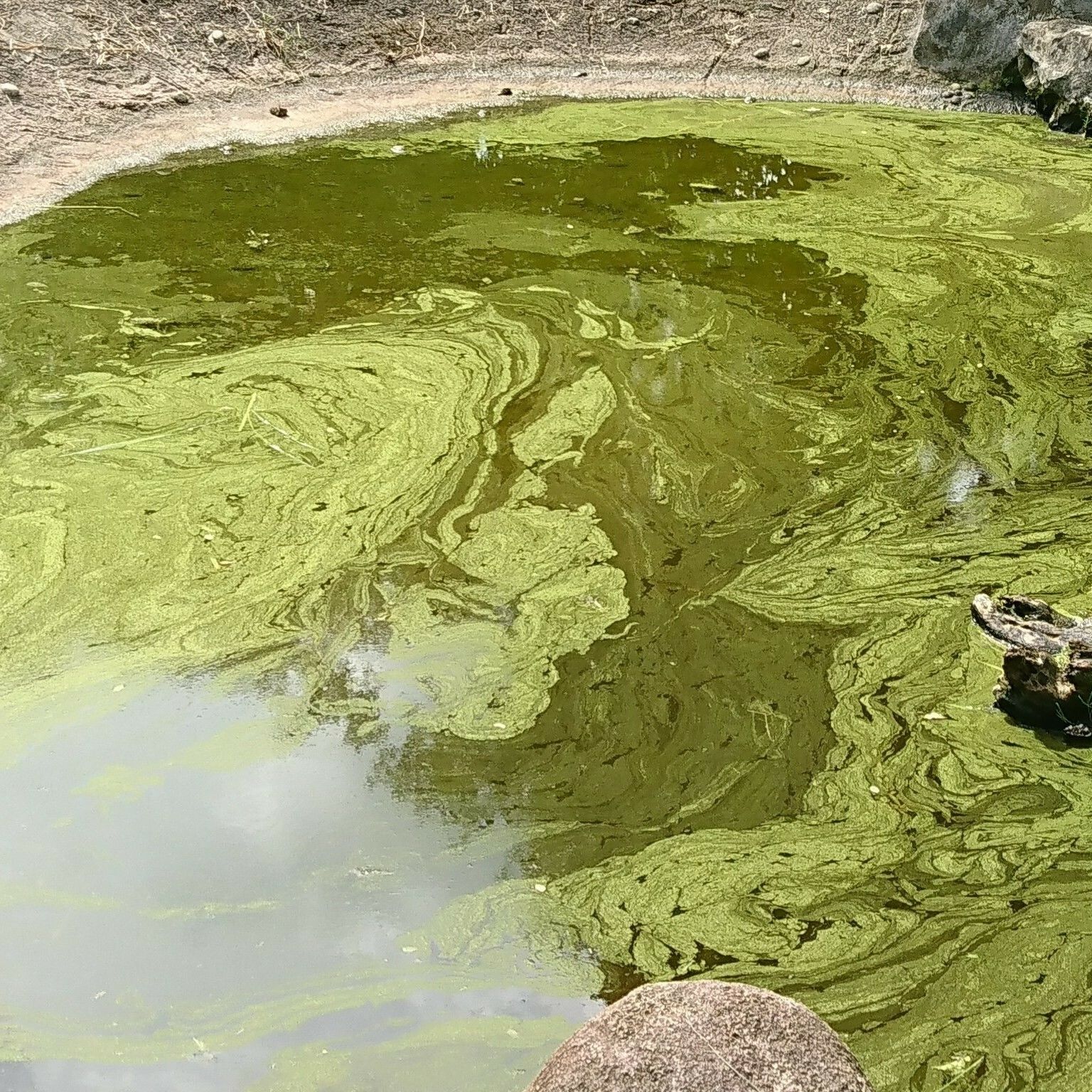 Условия цветения воды