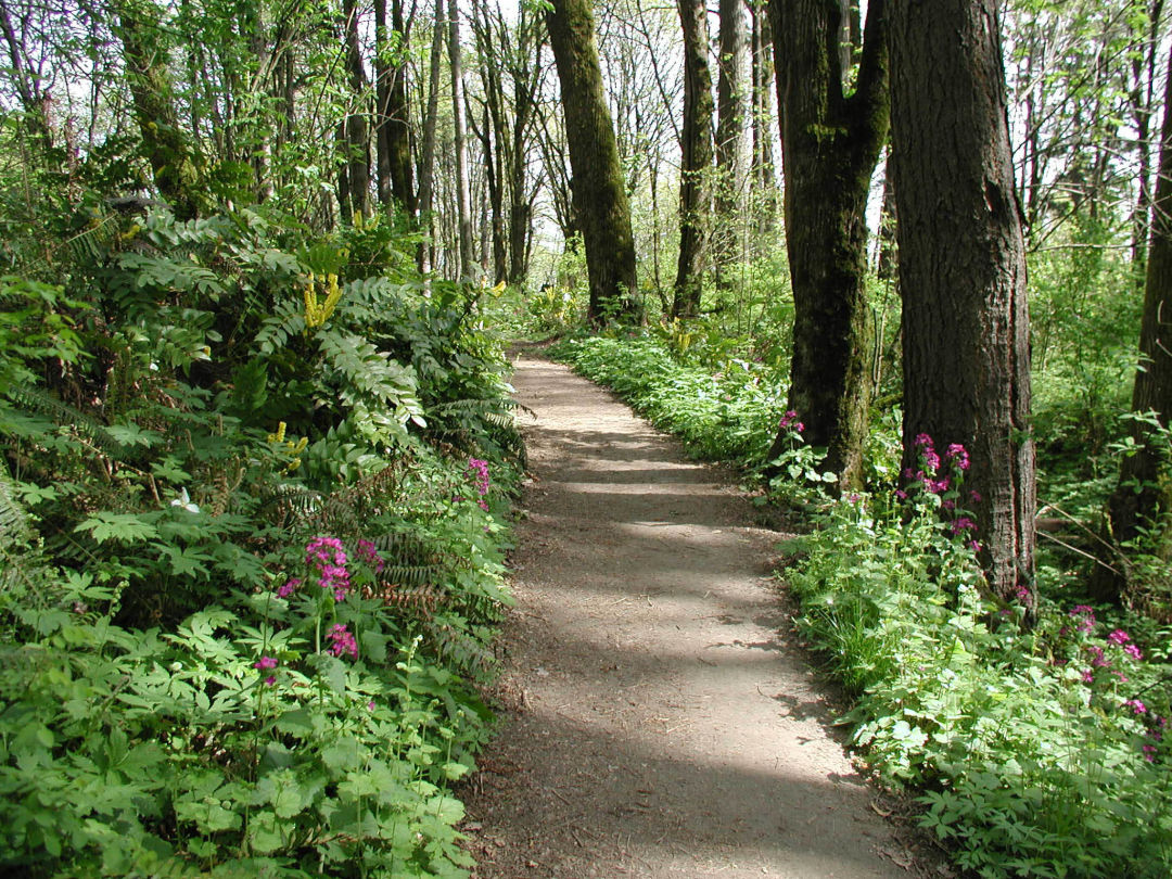 This Month, Portland Monthly Explores—and Helps—Forest Park | Portland