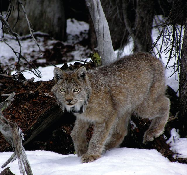Lynx 22266 courtesycodeptnatresources loojvo