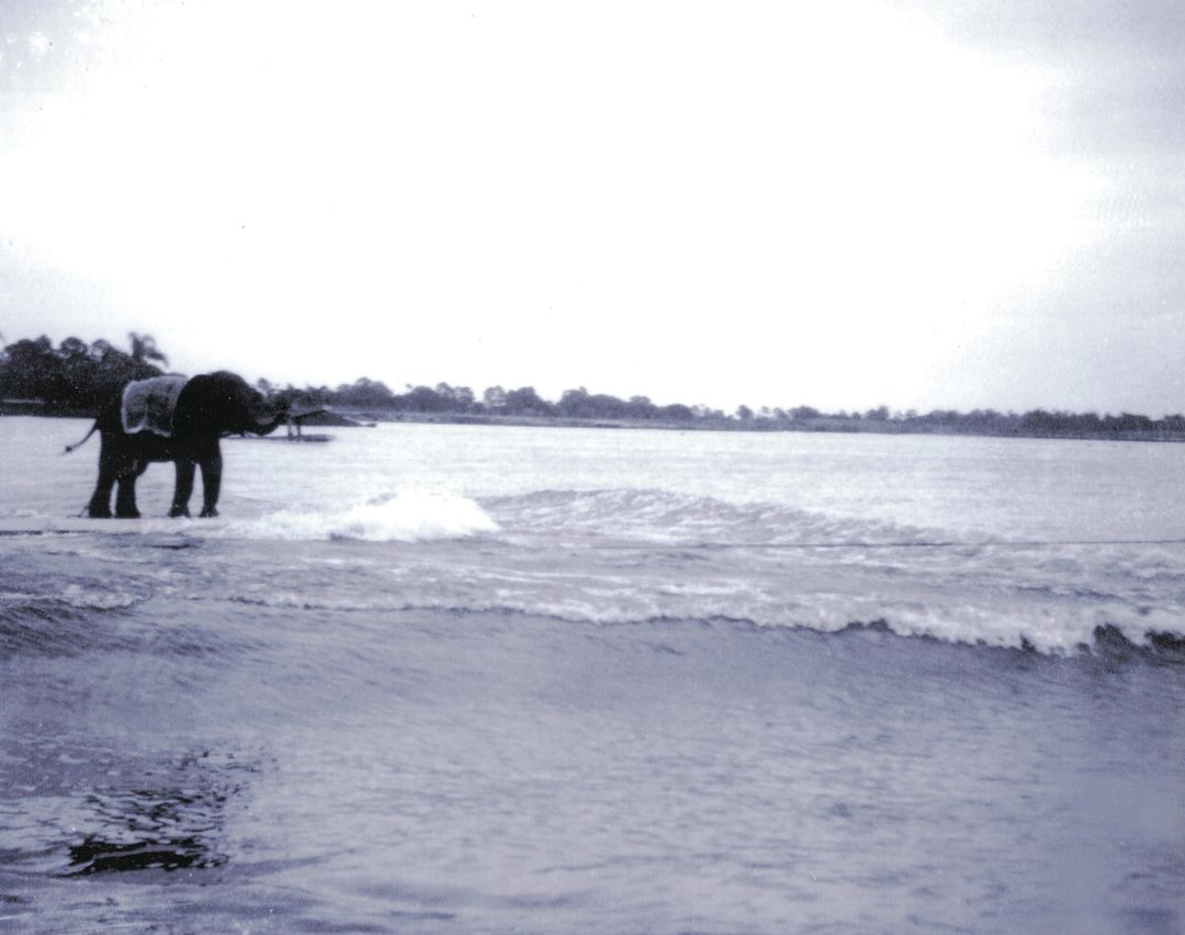 Elephant mjanim