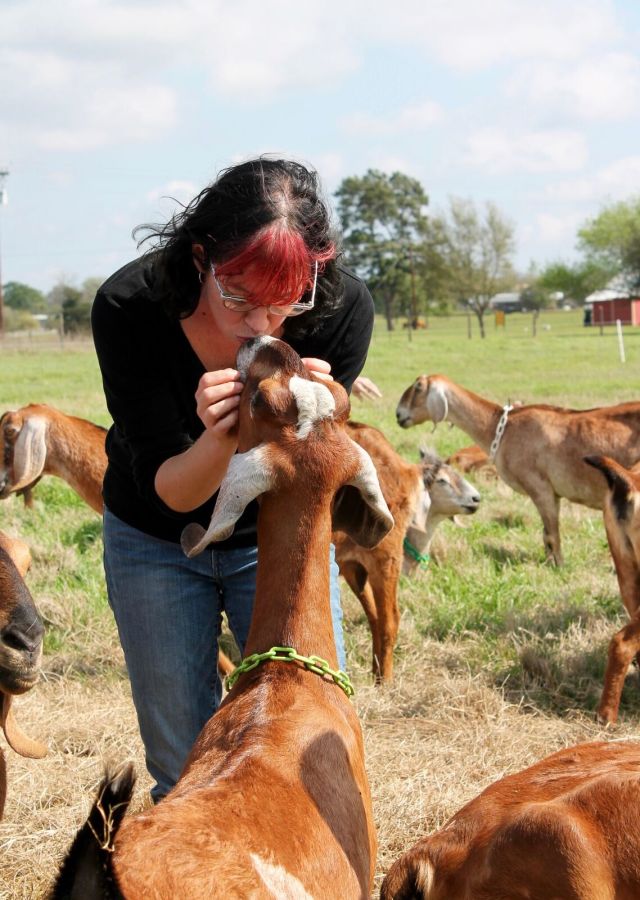 Goatvagooterwatch tvsboe