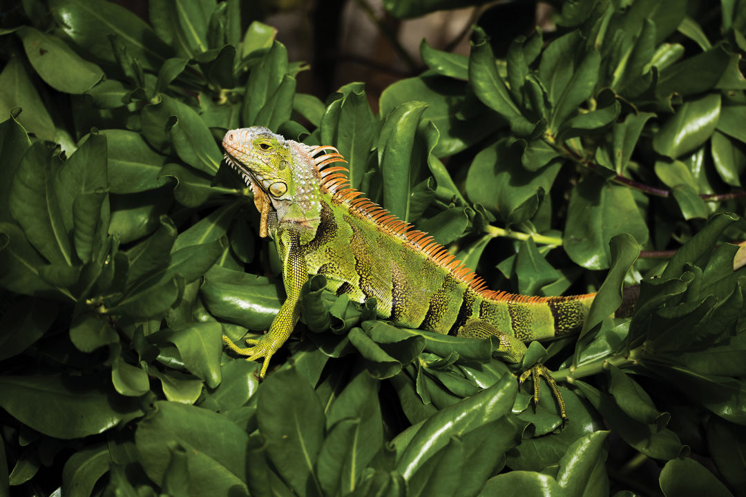 The green iguana thrives in Southwest Florida backyards.