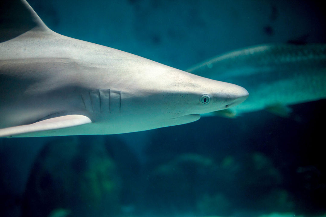 A shark at Mote Aquarium.