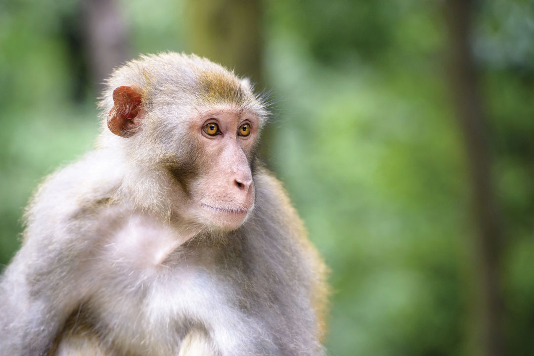 The rhesus macaque has found a home in Central Florida