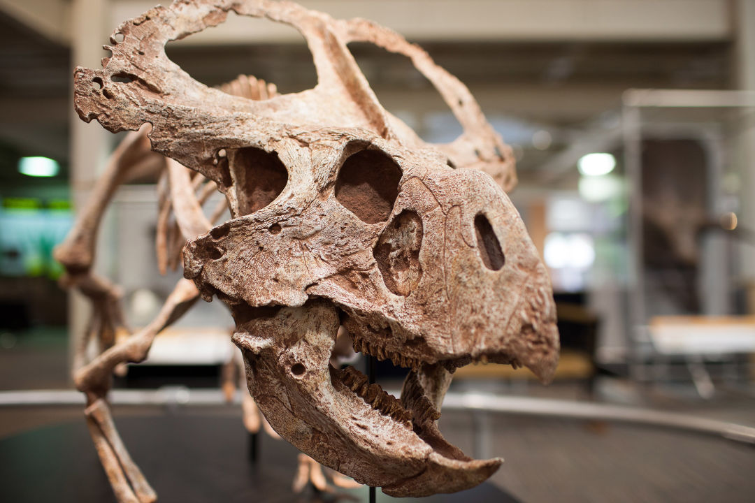 10 protoceratops skull med ixe1hu