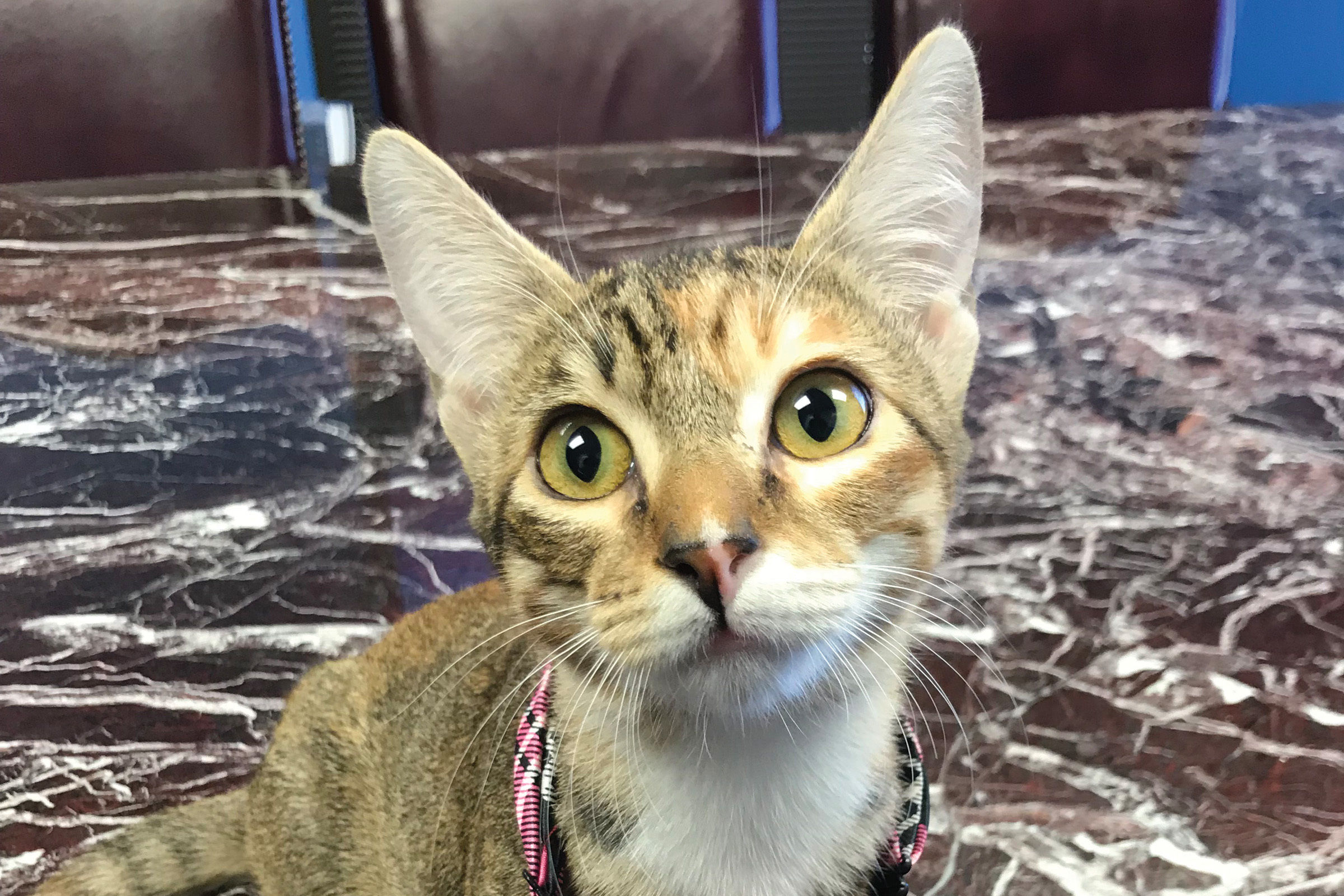 Houston's Best Places to Work in 2017 Houstonia