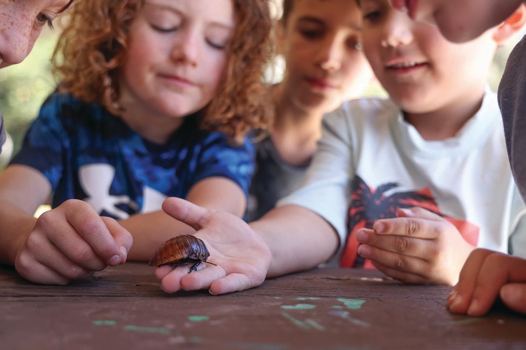 A Madagascar hissing cockroach crawls on children at a birthday party.