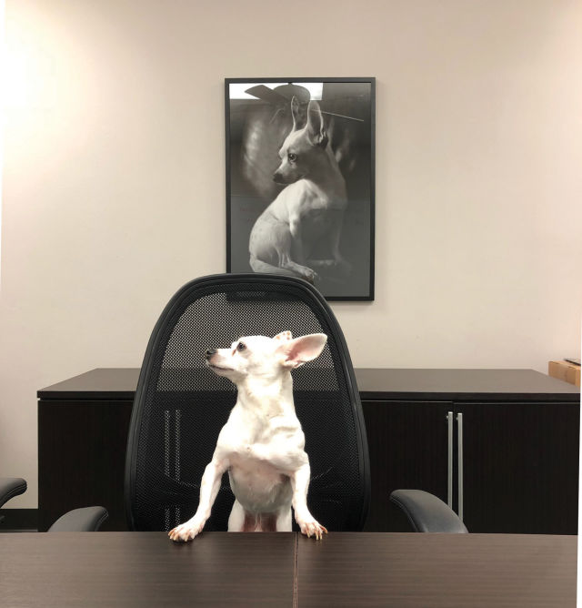 1217 office pets tater dog nqbw7v