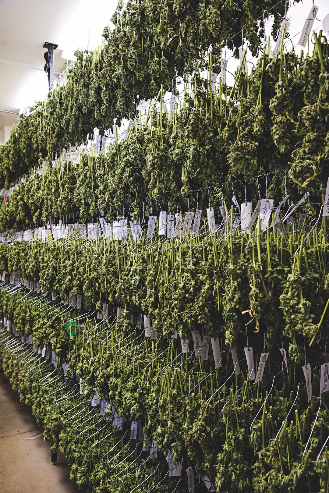 Hz silverpeak farm grow drying and curing 5706 yrur7l