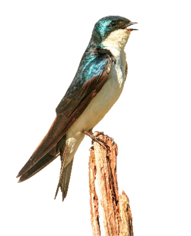Pcsu 16 tree swallow mbksly