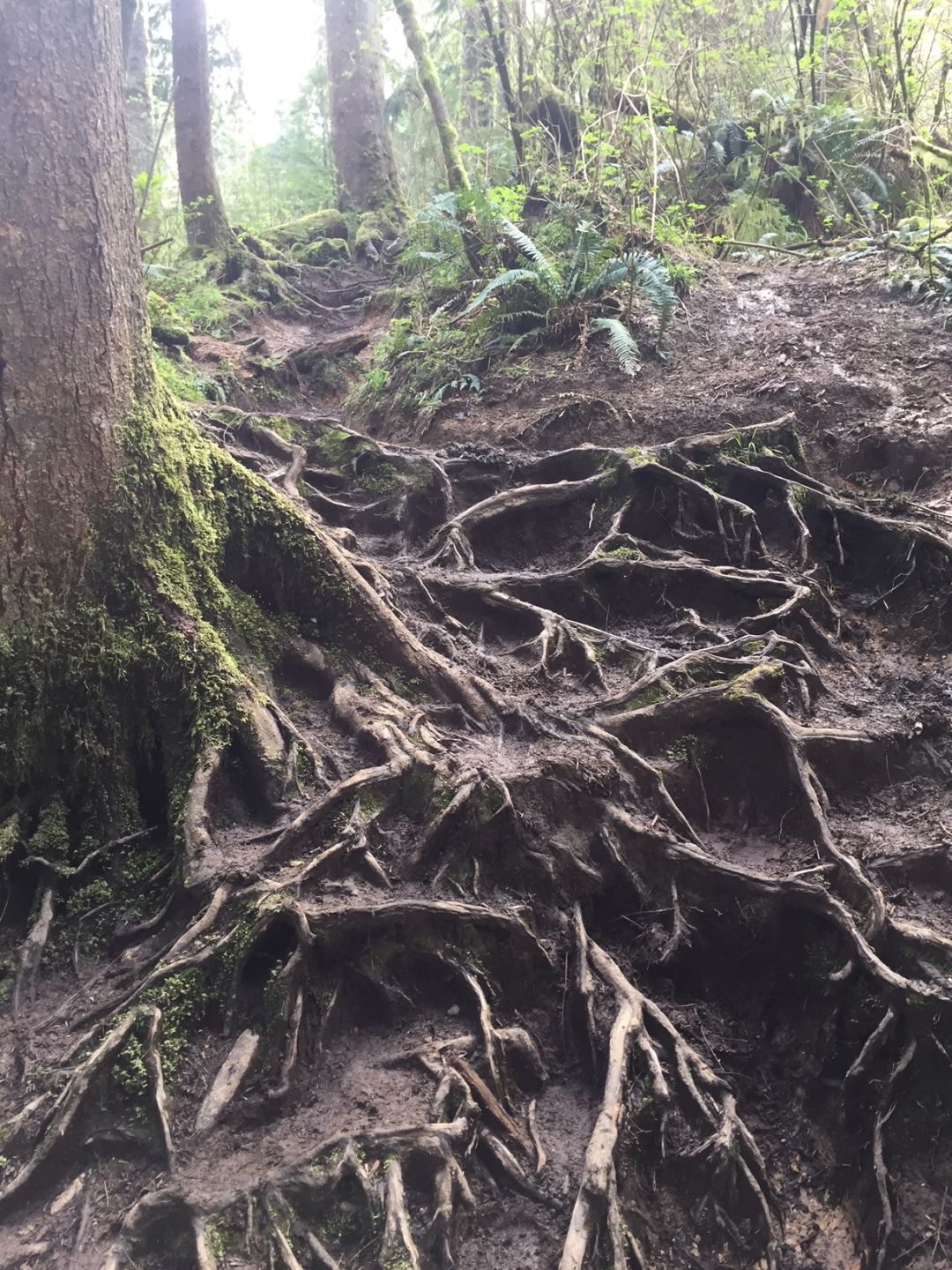 A steep slope in the forest with exposed tree roots