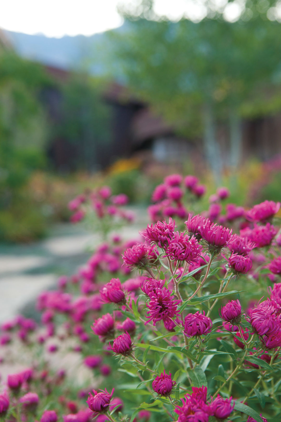 0713 nuture nature purple flowers ymfzdm
