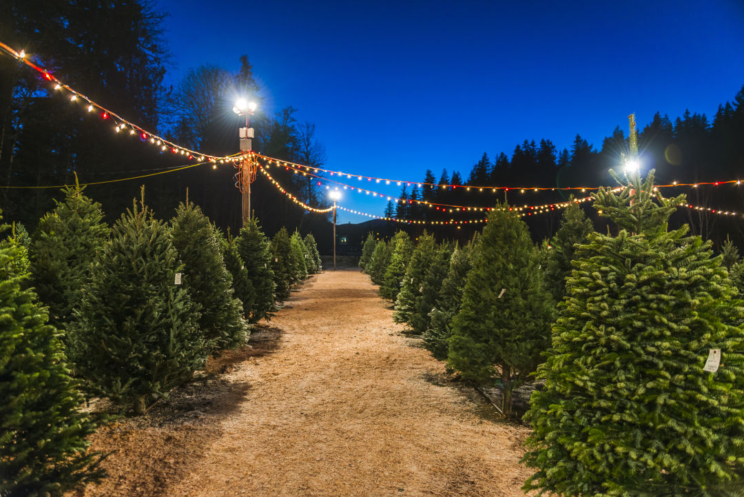 13 Local Farms Where You Can Pick and Cut Your Own Christmas Tree