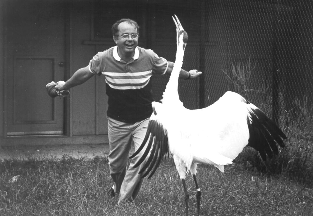 Dancing cranes are a wildlife spectacle for the ages