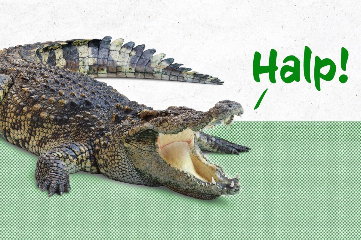 Lake Conroe Gator Says See You Later Houstonia Magazine