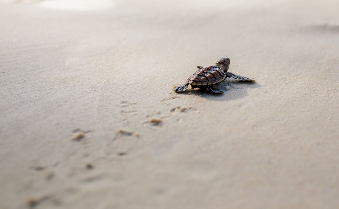 A sea turtle hatchling makes its way to the ocean