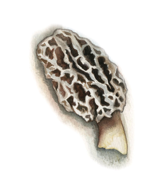 Morels fbhxqf