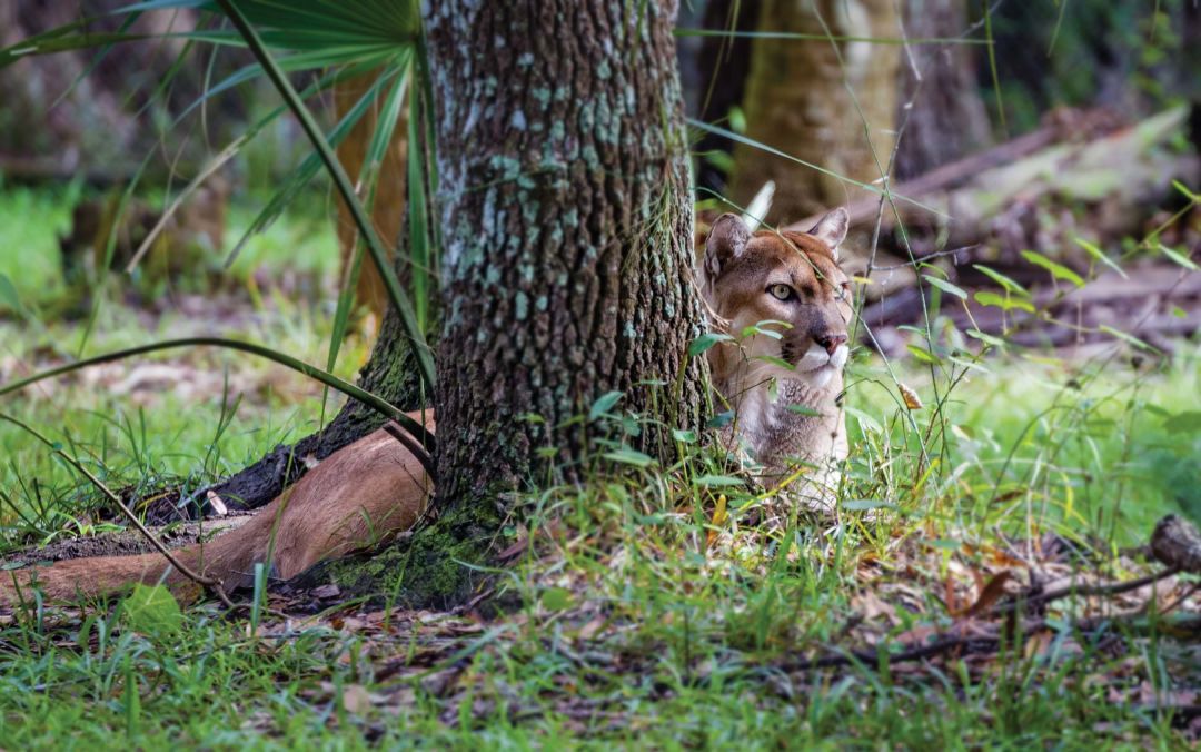 How We're Helping Protect Endangered Florida Panthers