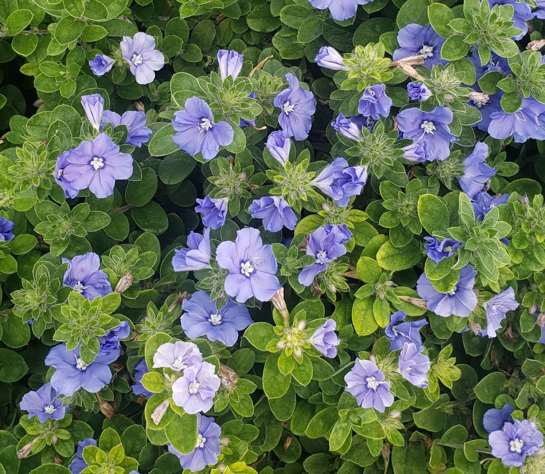 Picture of a Blue Daze flowers