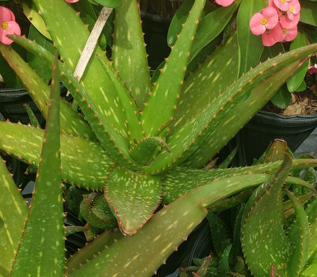 Close up picture of an Aloe plant