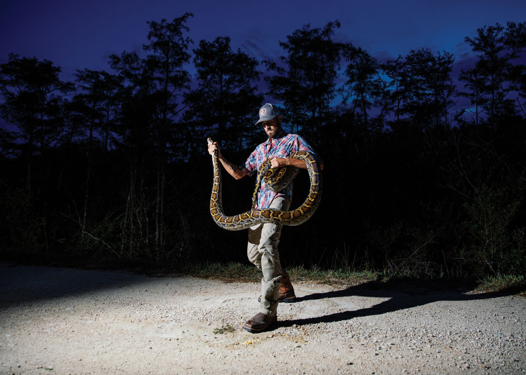 Tens of thousands of Burmese pythons inhabit the Everglades.